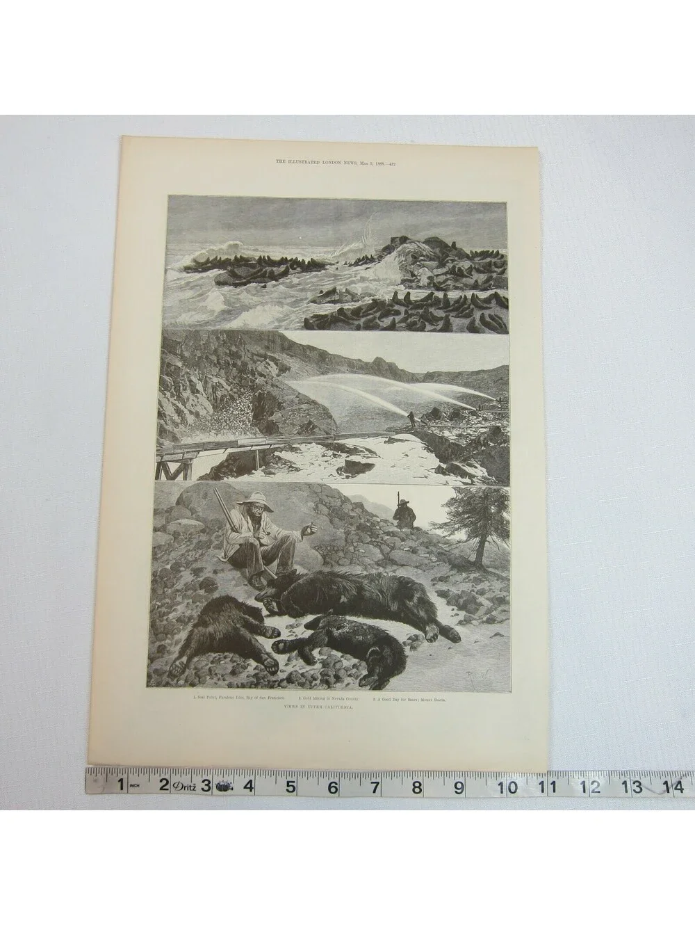 Antique 1888 Print 